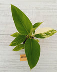Philodendron imperial green variegata