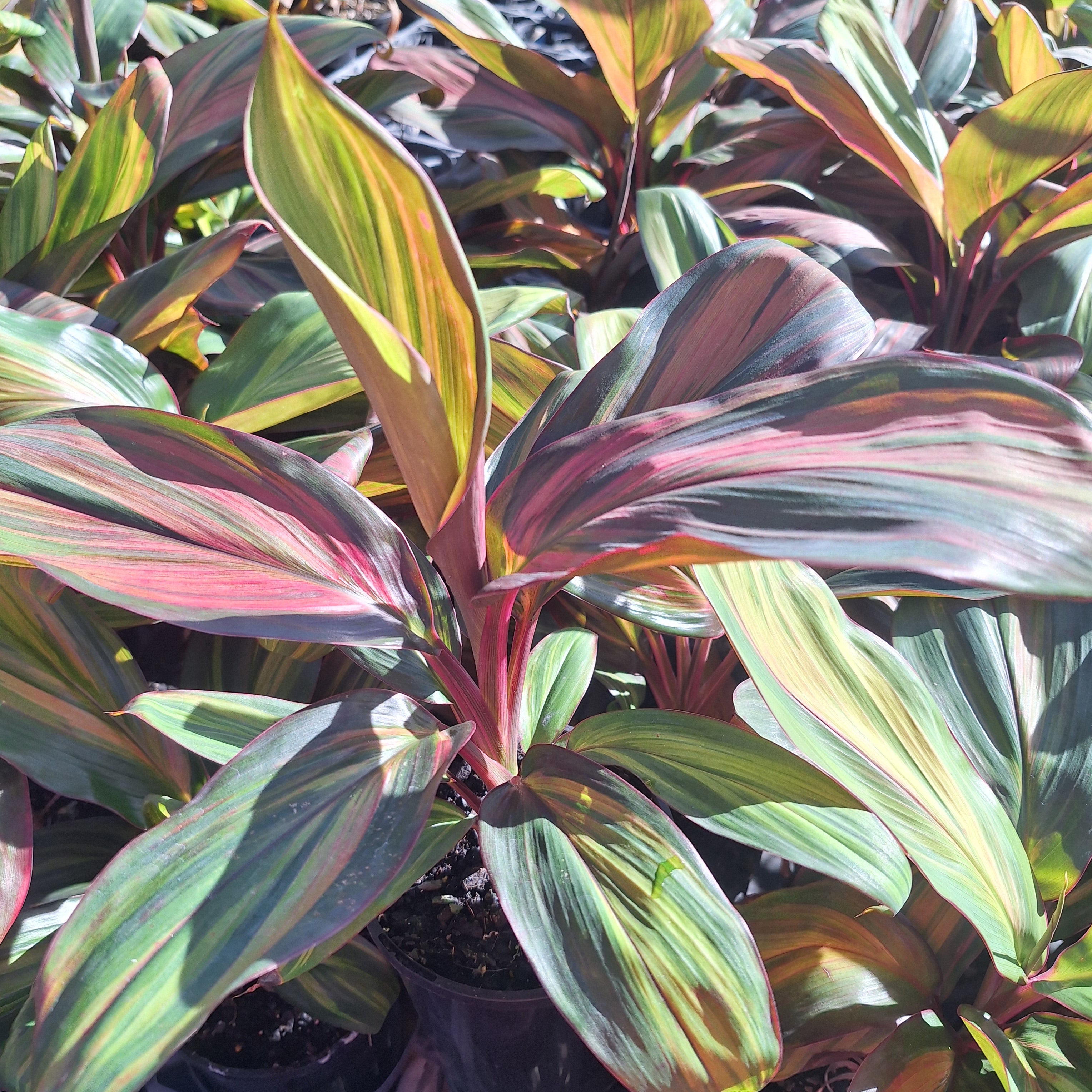 Cordyline fruticosa Willy's Gold