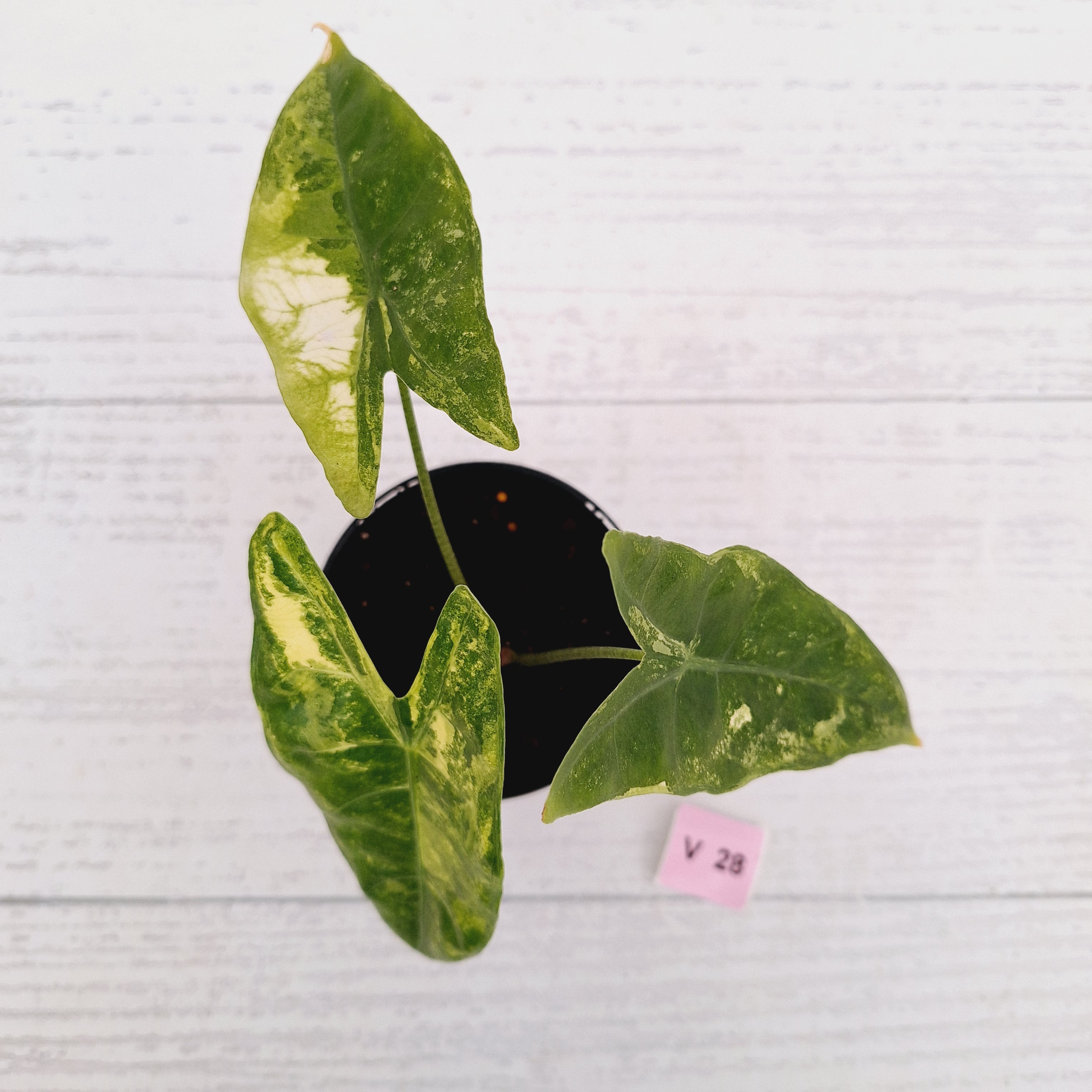 Alocasia  no ID