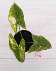 Alocasia  no ID