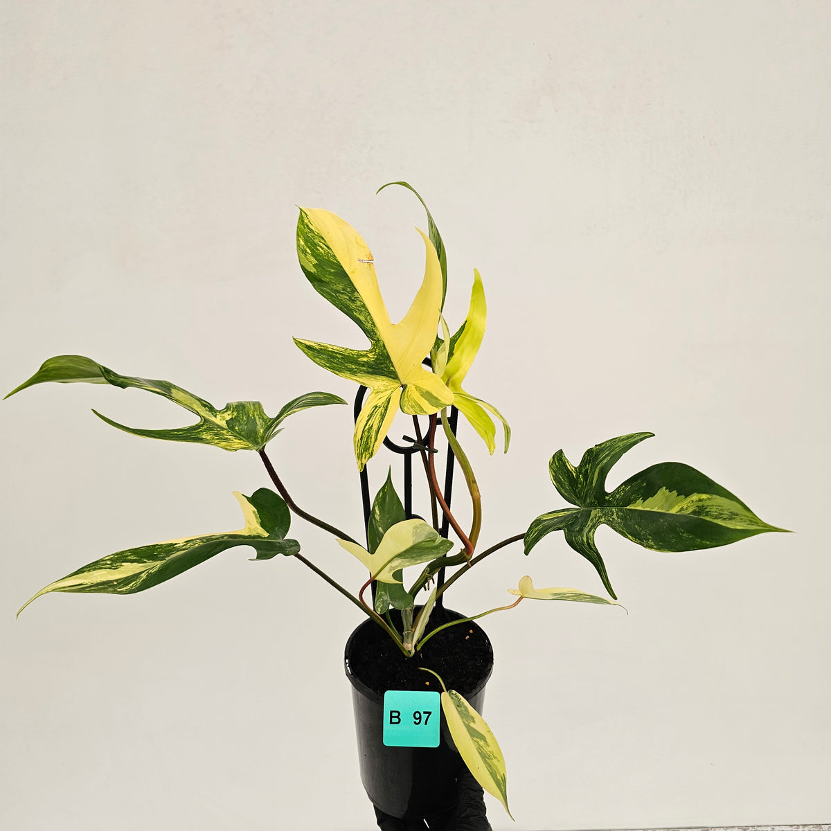 Philodendron pedatum 'Florida Beauty'