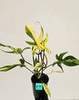 Philodendron pedatum 'Florida Beauty'