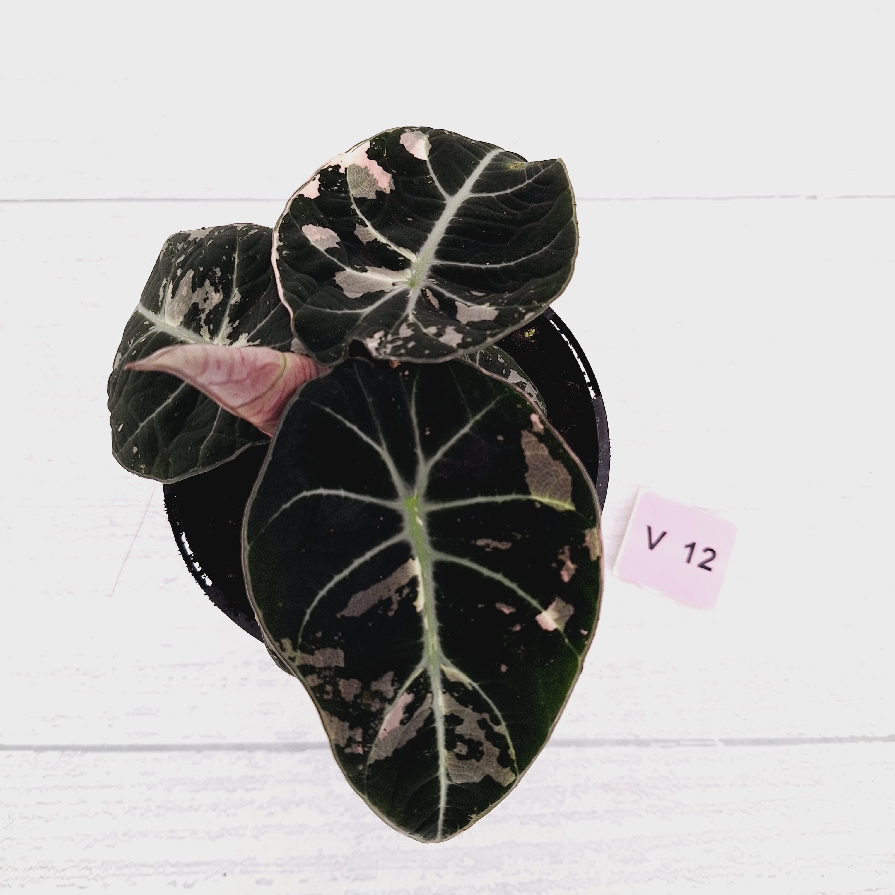 Alocasia reginula 'Black Velvet variegata'