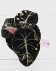 Alocasia reginula 'Black Velvet variegata'