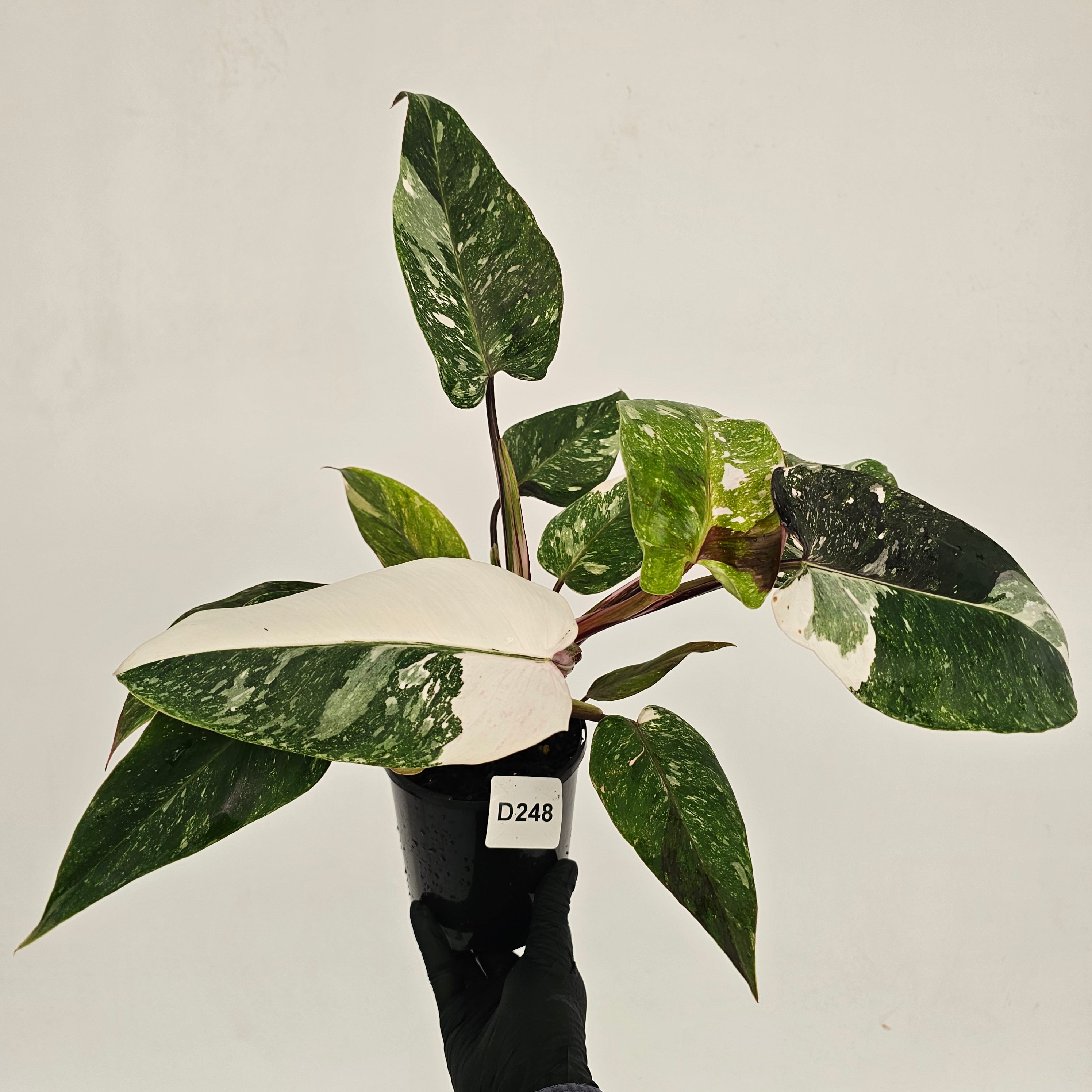 Philodendron 'Pink Princess Galaxy Marble' Sport