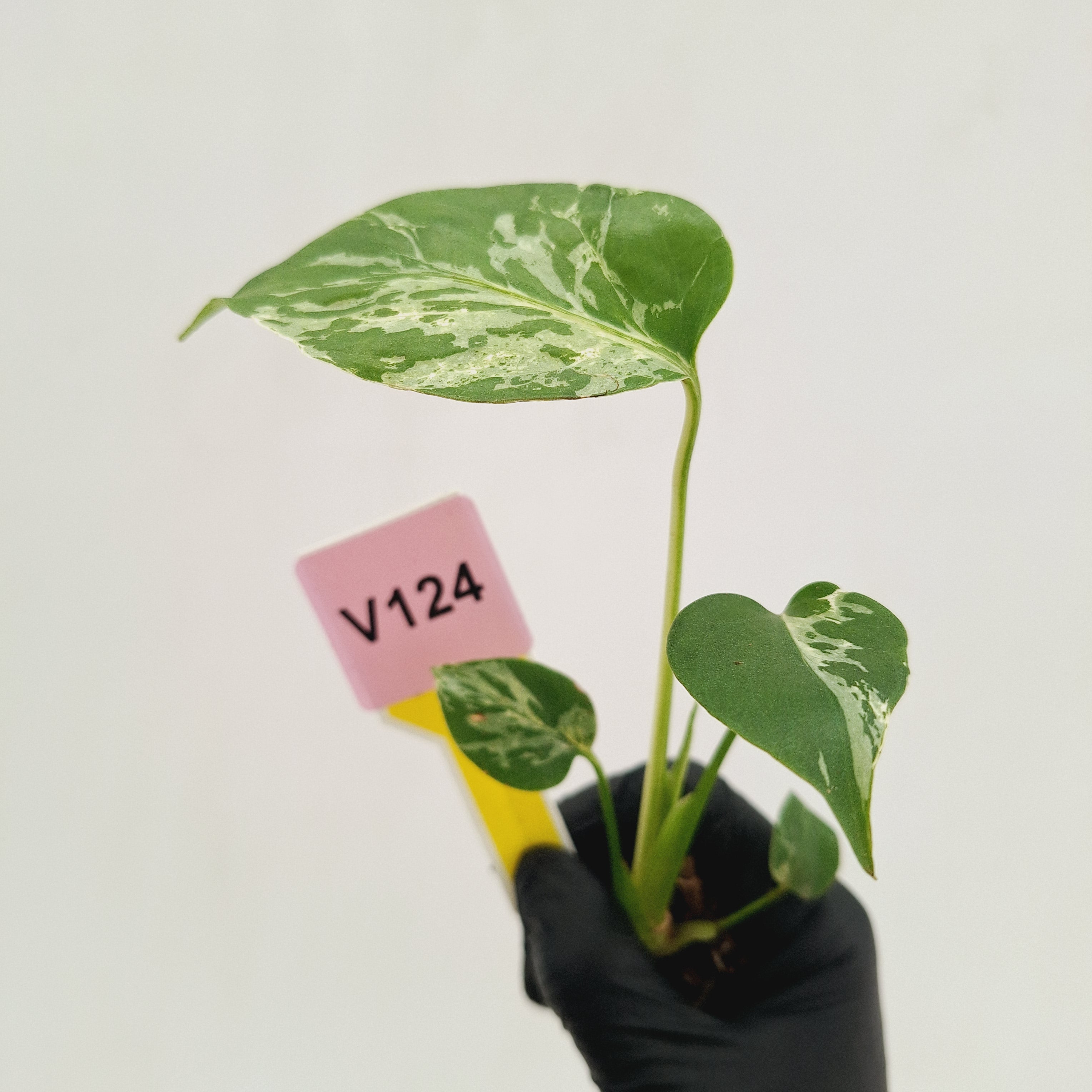 Monstera Deliciosa 'Bulbasaur - Bare Bottom Baby