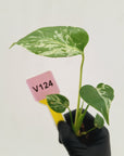 Monstera Deliciosa 'Bulbasaur - Bare Bottom Baby