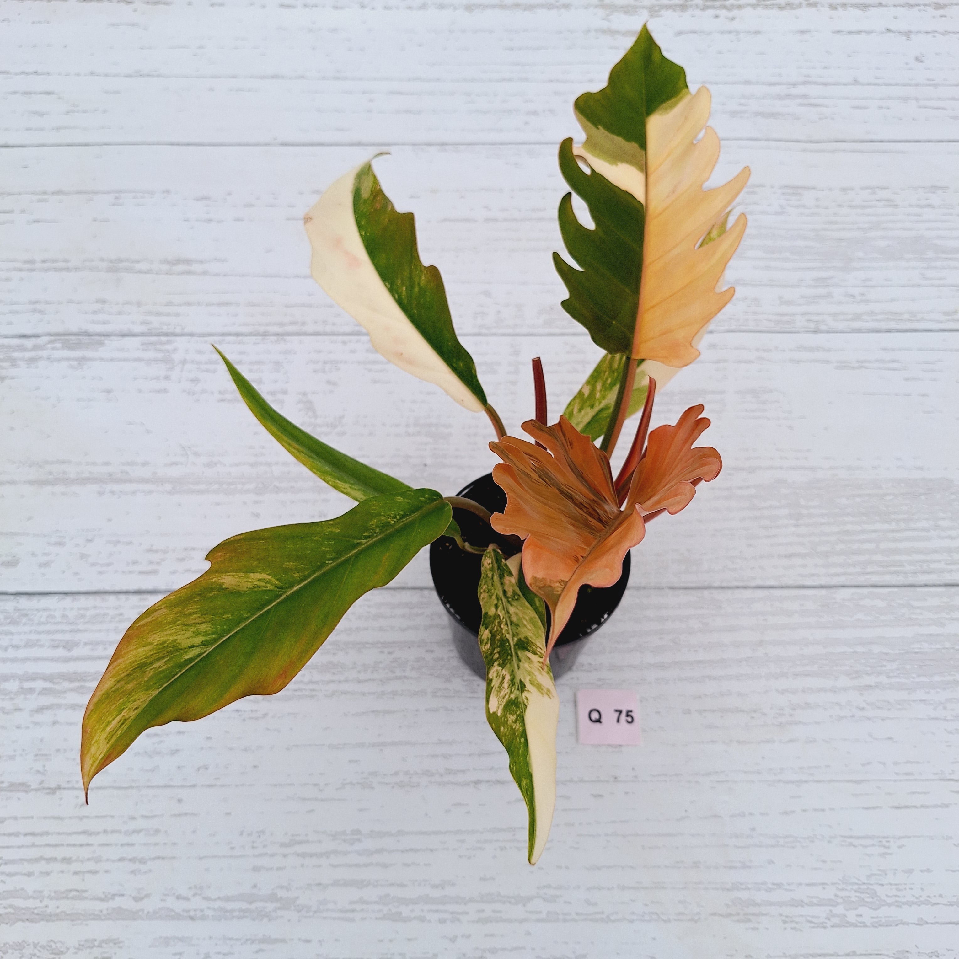 Philodendron serratum Caramel Marble