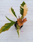 Philodendron serratum Caramel Marble