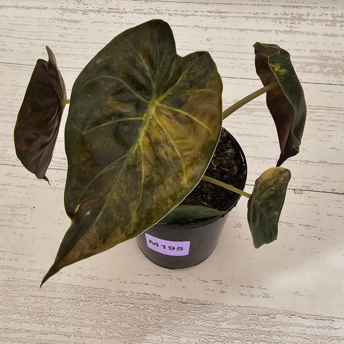 Alocasia ‘wentii’ Variegated - Sale