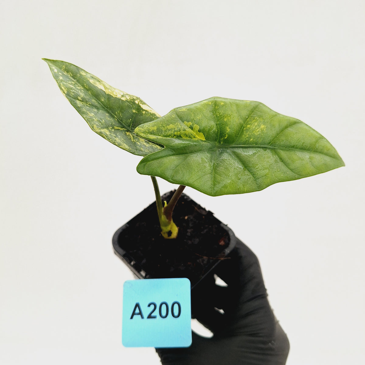 Alocasia ‘Simpo Aurea’ Variegata