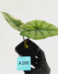 Alocasia ‘Simpo Aurea’ Variegata