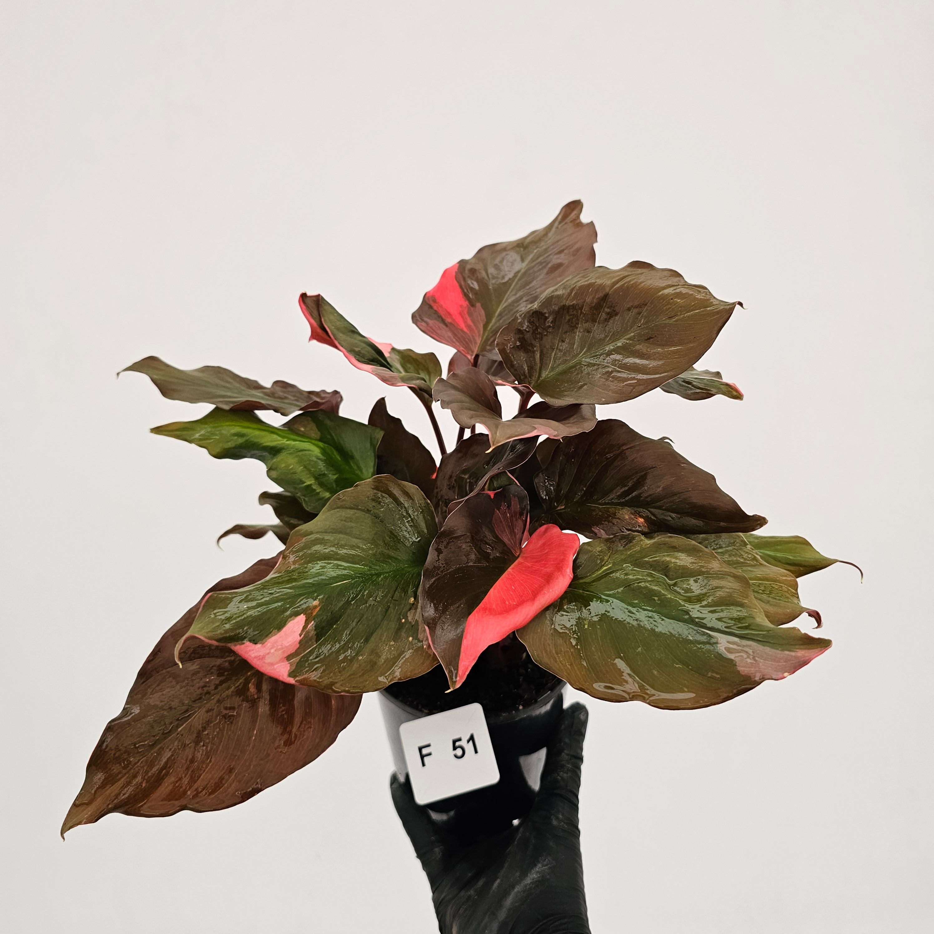 Homalomena rubescens Flaming Red Variegata