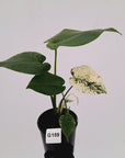 Monstera Deliciosa 'Mint'