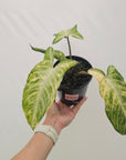 Phyllotaenium lindenii Magnificum Variegata - sale