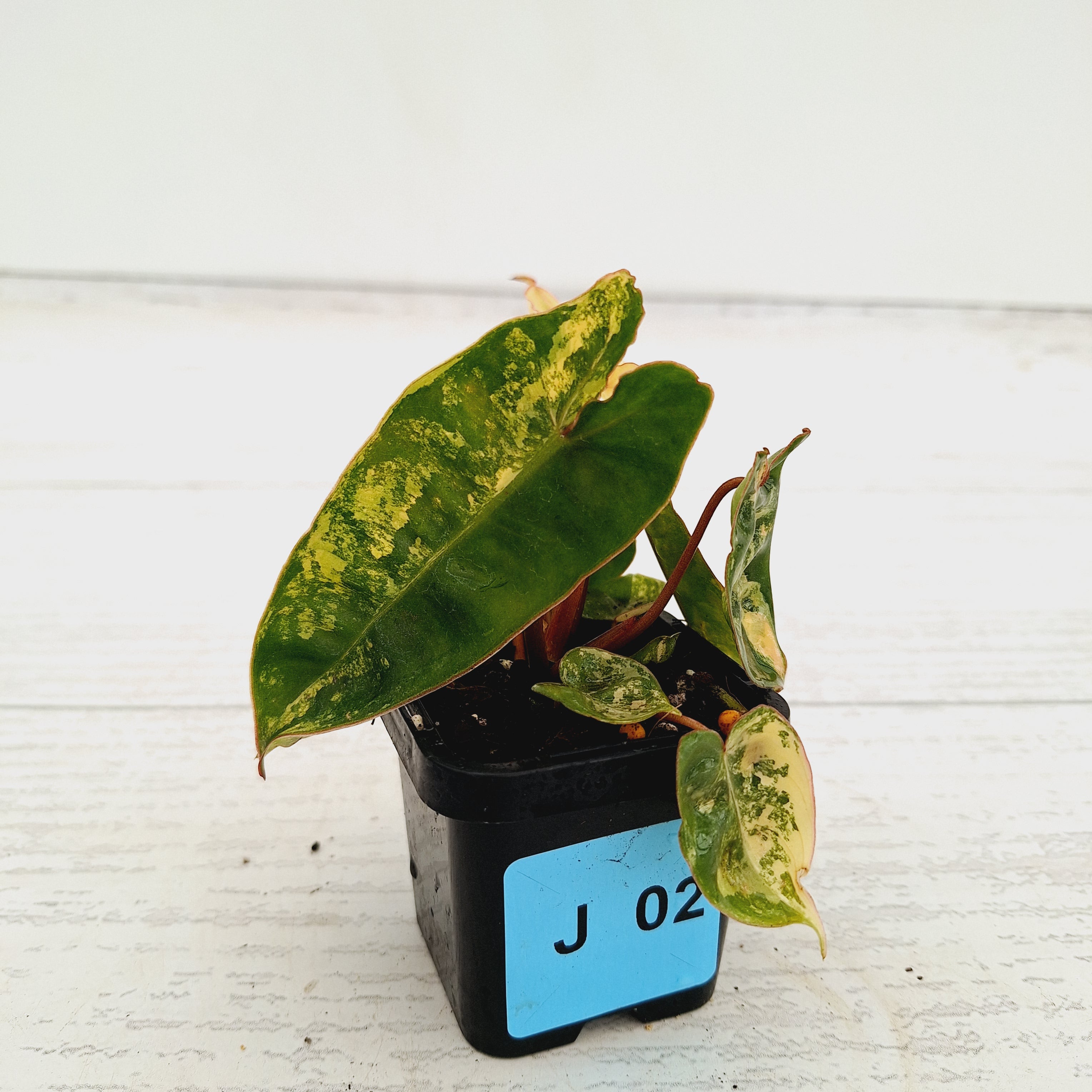 Philodendron billietiae Variegata