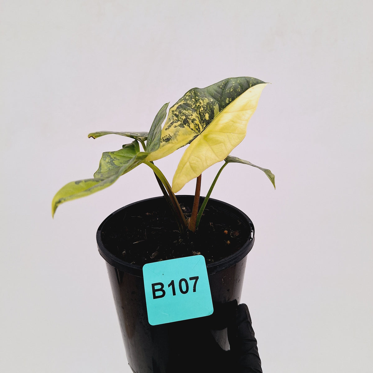 Alocasia ‘Simpo Aurea’ Variegata