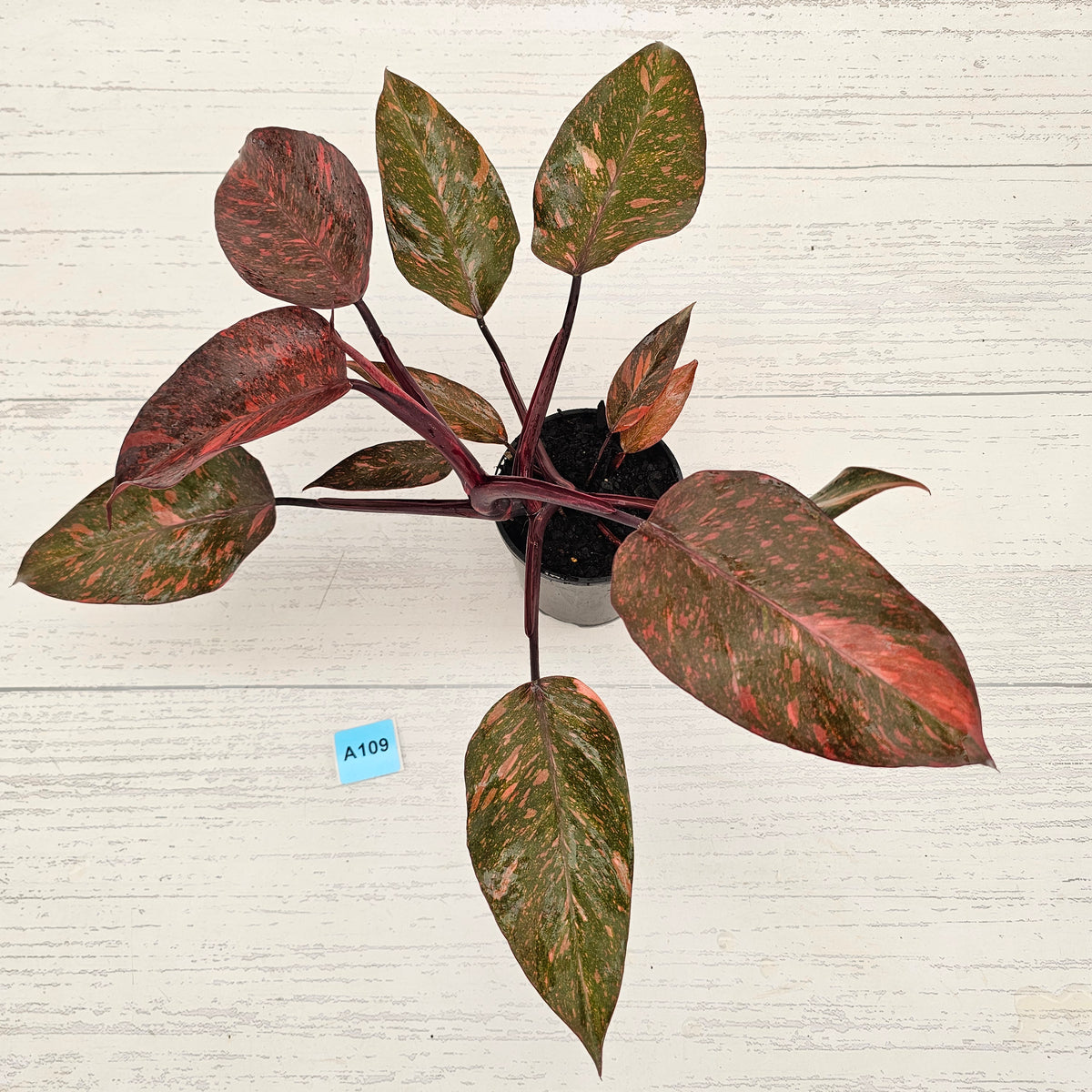 Philodendron 'Orange Princess'