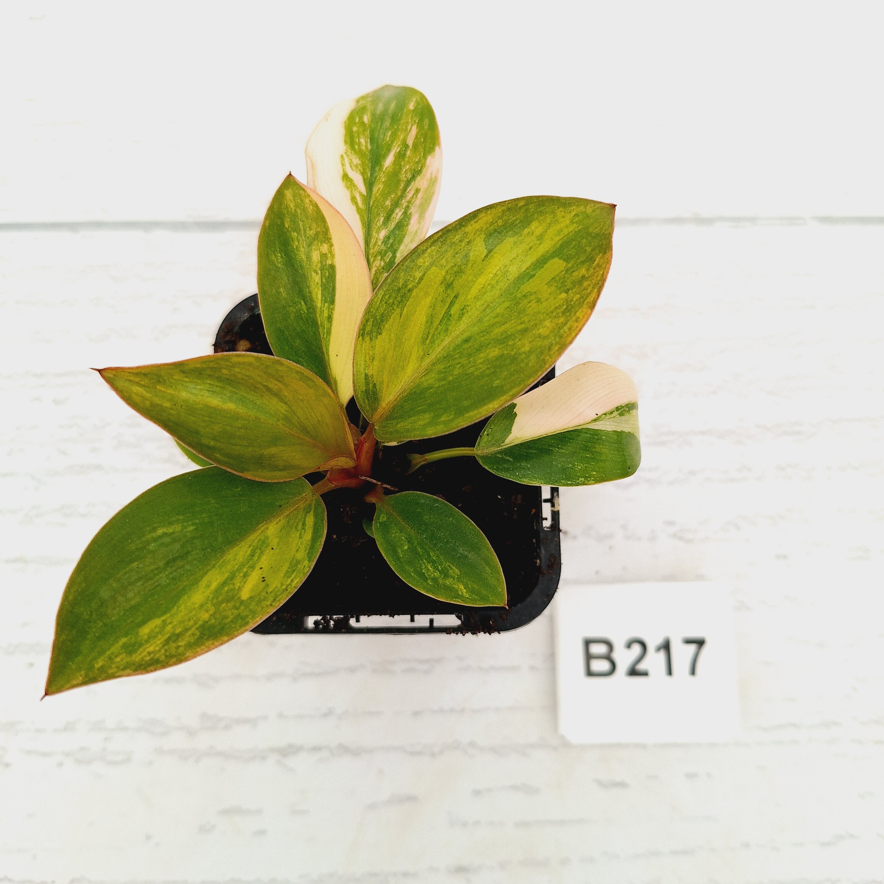 Philodendron 'Rojo Congo Variegated'