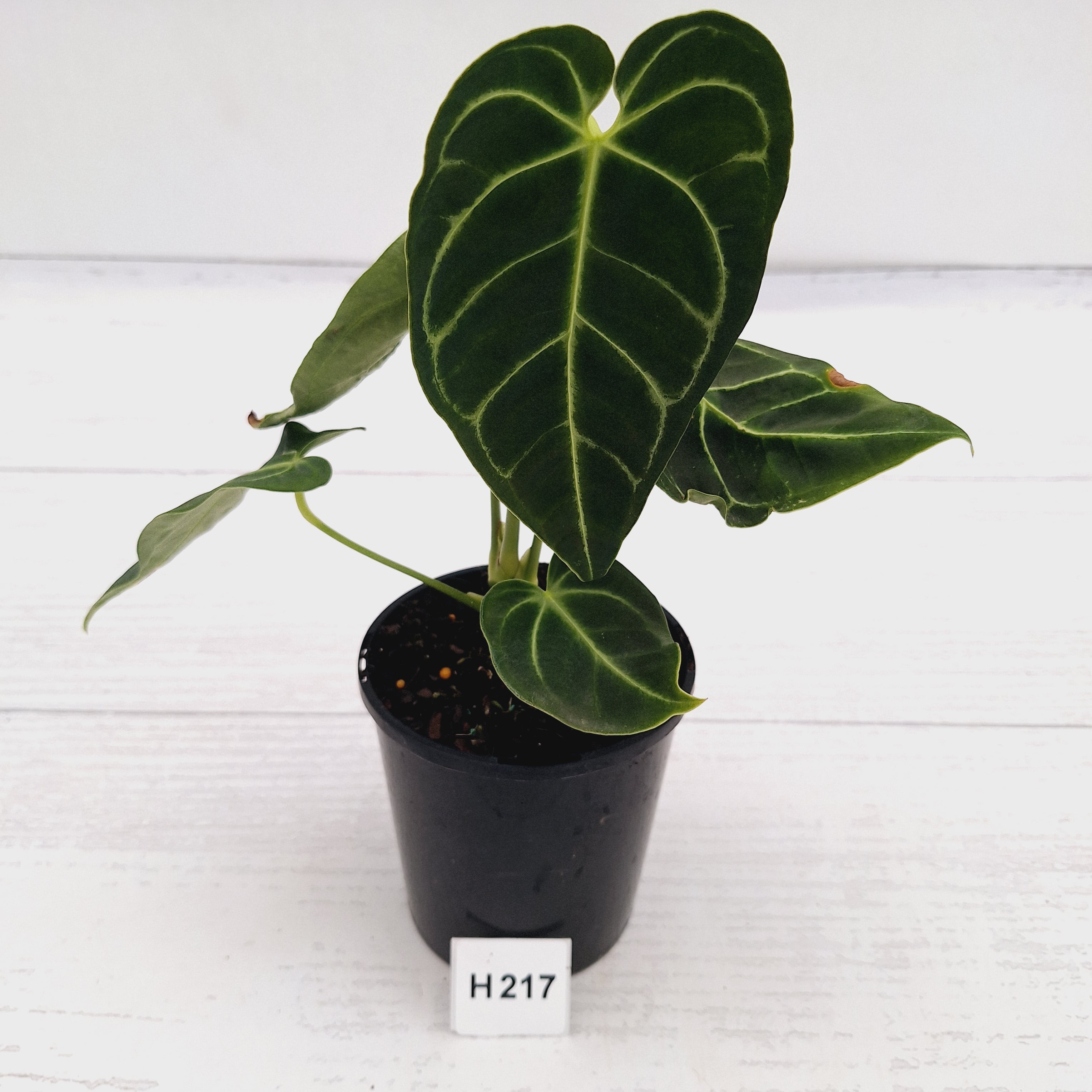 Anthurium Regale