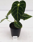 Anthurium Regale