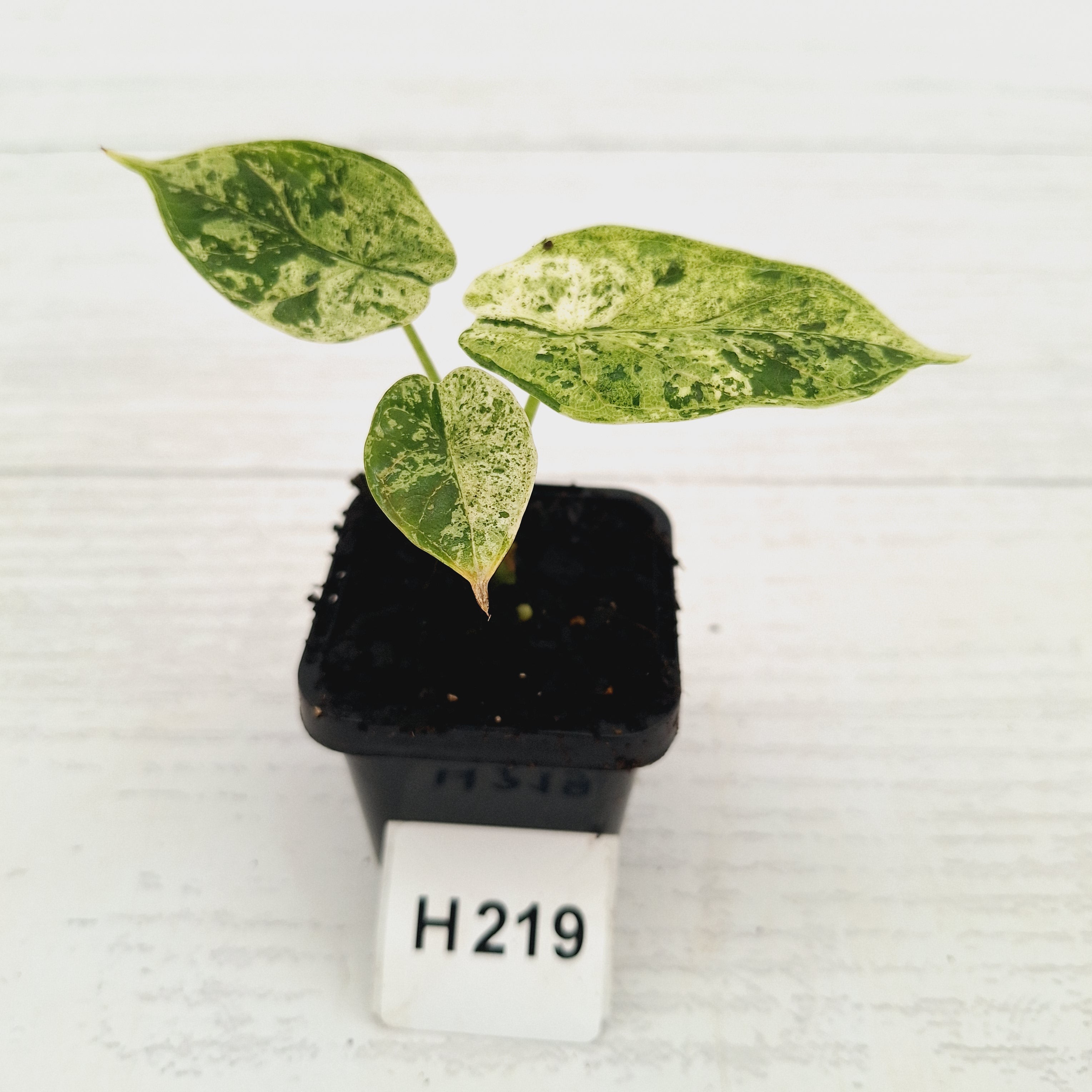 Alocasia baginda ‘Dragon Scale Mint'