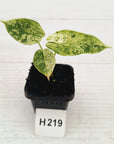 Alocasia baginda ‘Dragon Scale Mint'