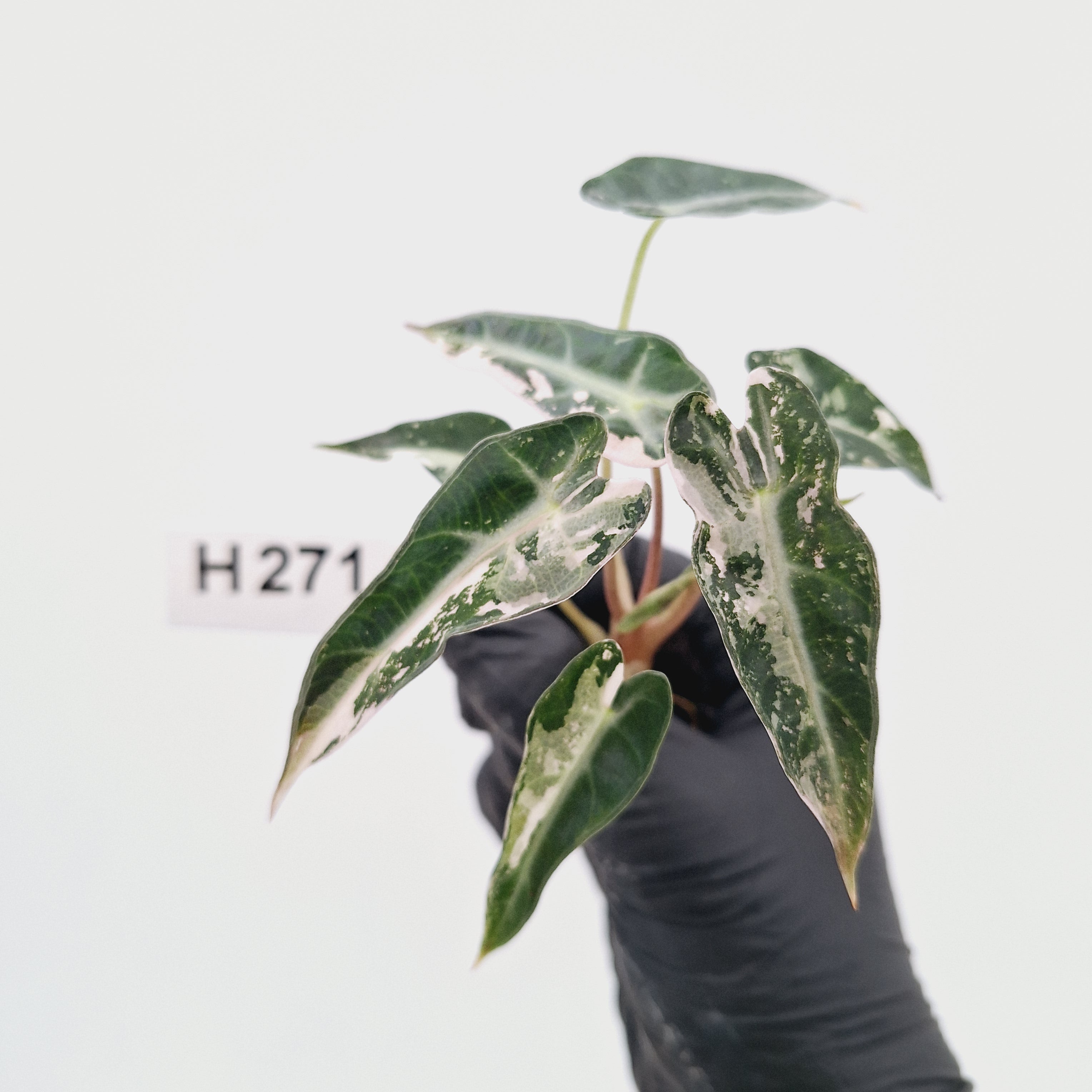 Alocasia Amazonica  bambino Variegata - Bare Bottom Baby - SALE