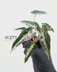 Alocasia Amazonica  bambino Variegata - Bare Bottom Baby - SALE