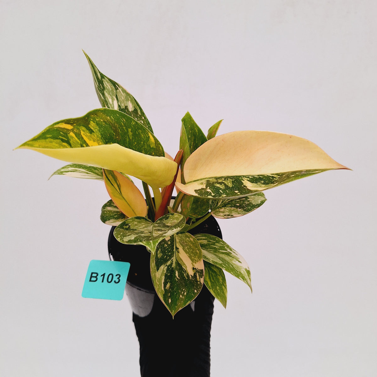 Philodendron Green Congo Variegata (Nuclear)