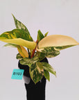Philodendron Green Congo Variegata (Nuclear)
