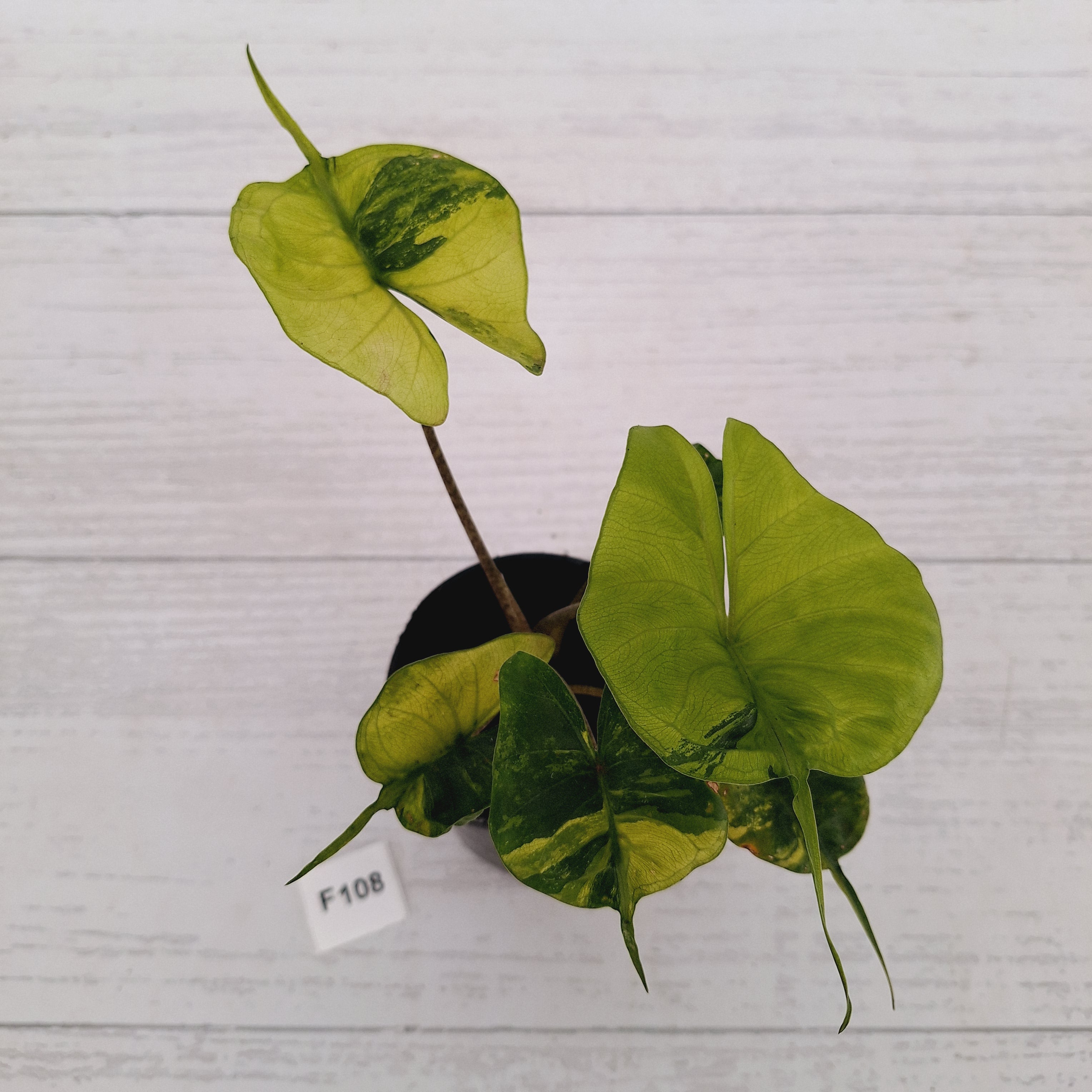 Alocasia macrorrhizos 'Stingray Aurea' Variegata