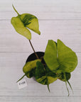 Alocasia macrorrhizos 'Stingray Aurea' Variegata