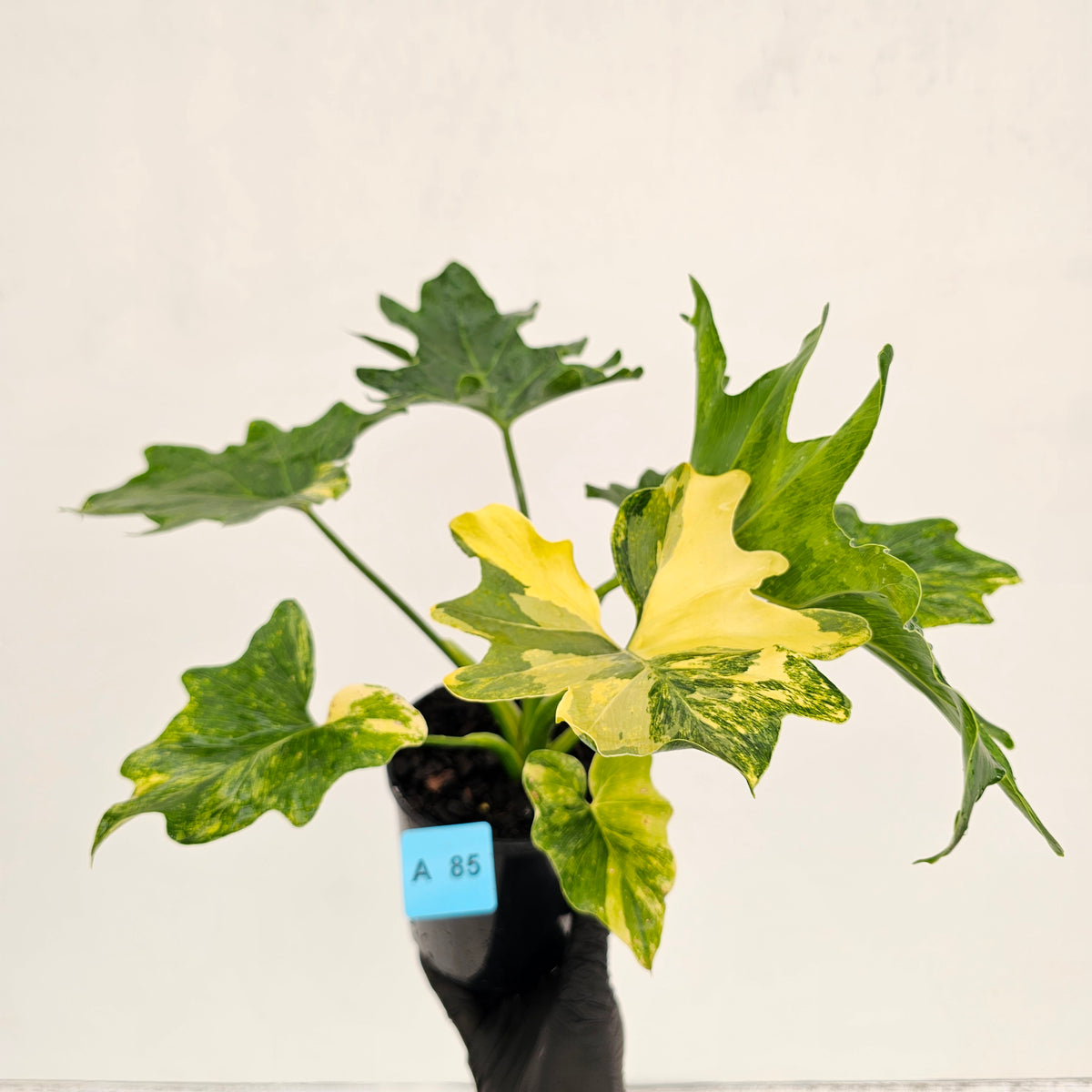 Philodendron bipinnatifidum variegata - SALE