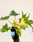 Philodendron bipinnatifidum variegata - SALE