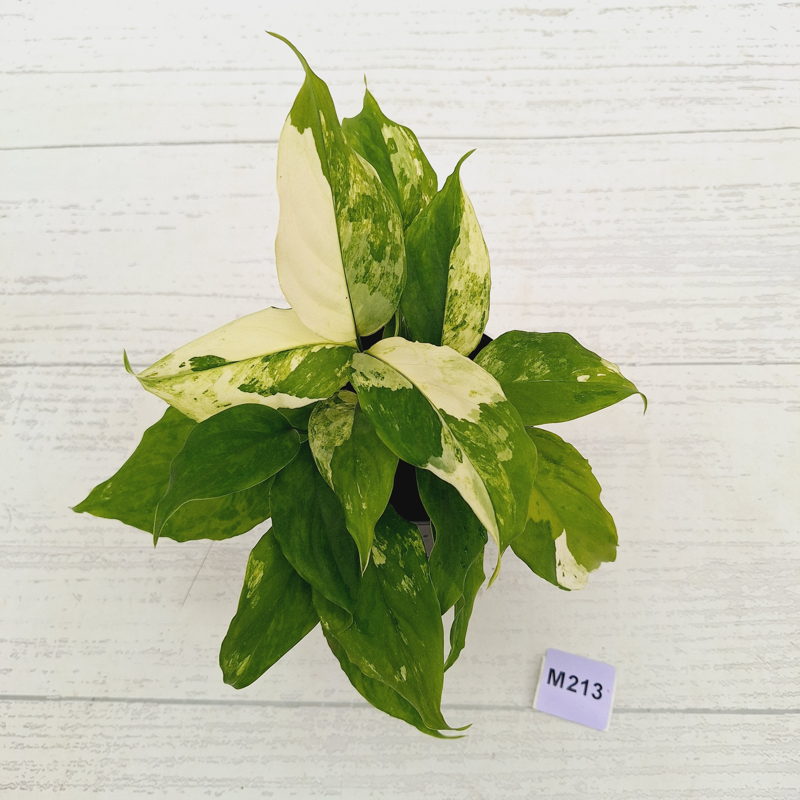 Aglaonema modestum variegata