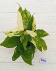 Aglaonema modestum variegata