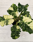 Alocasia odora x portei Low Rider Variegata - SALE