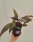 Philodendron 'Orange Princess' Sport