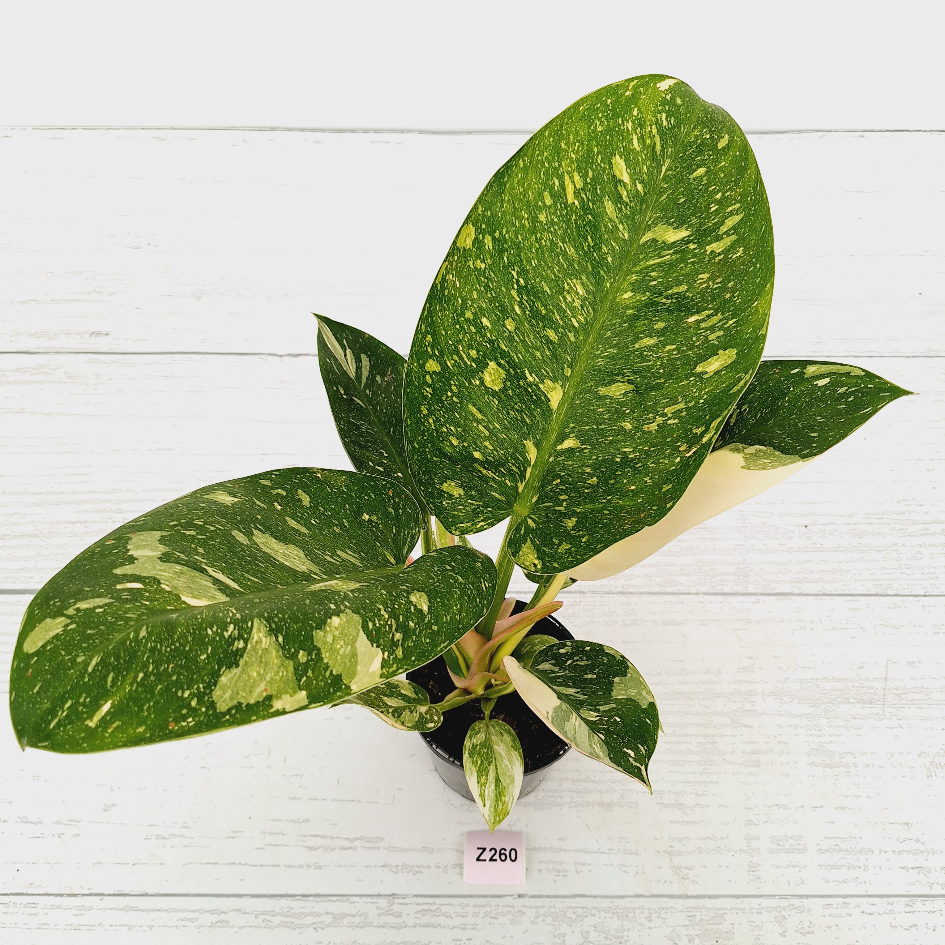 Philodendron Green Congo Variegata (Nuclear)