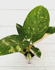 Philodendron Green Congo Variegata (Nuclear)