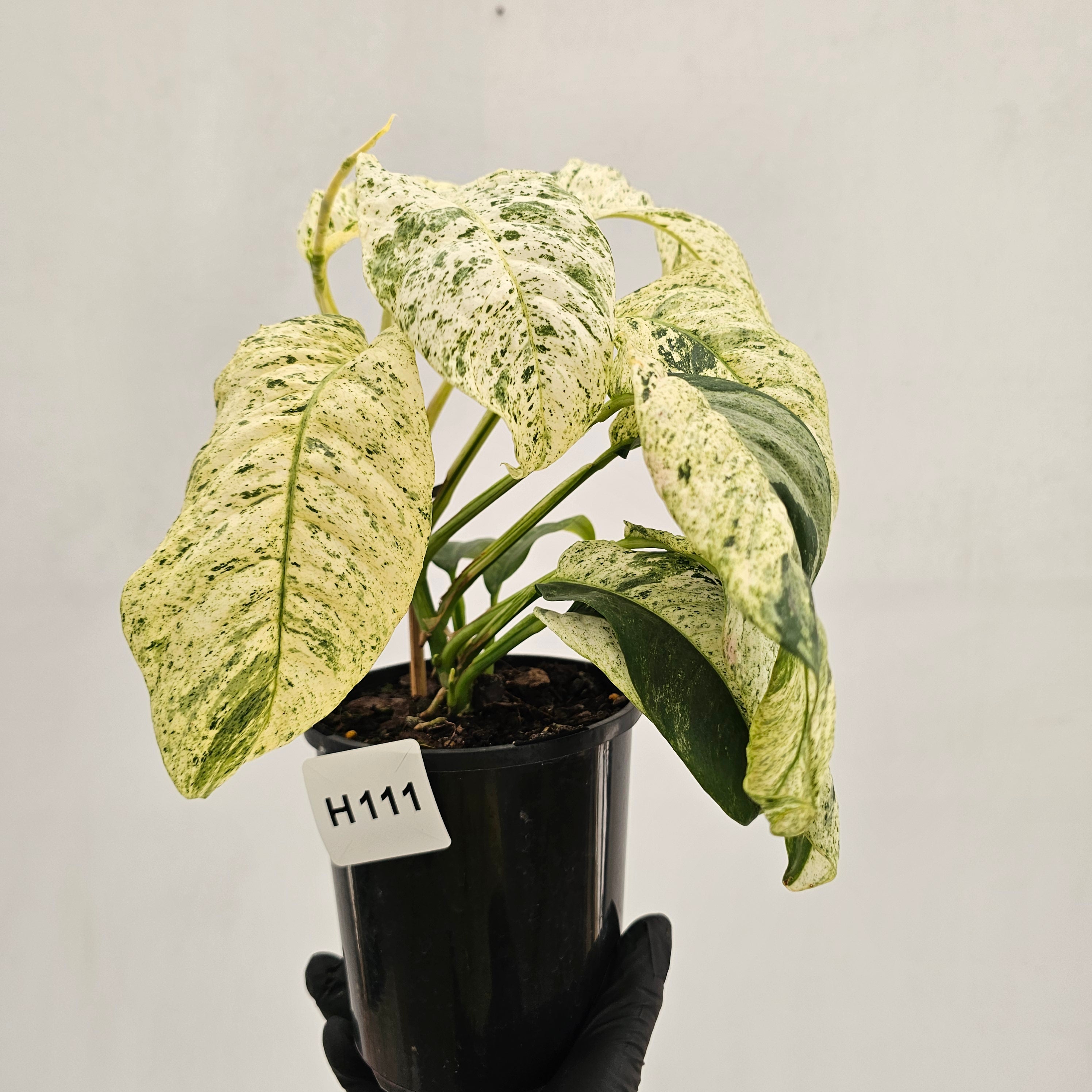 Rhaphidophora puberula variegata