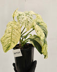 Rhaphidophora puberula variegata