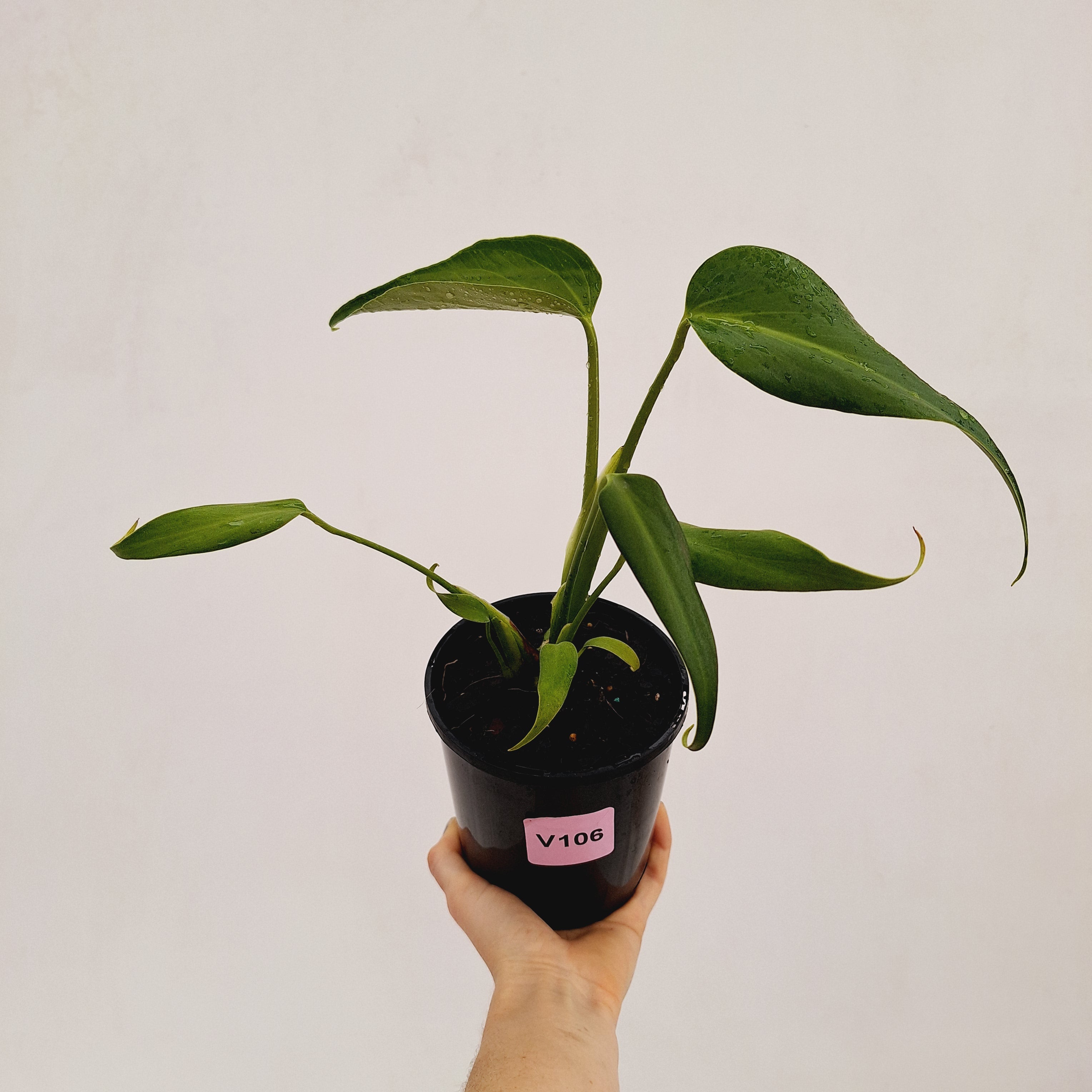 Monstera 'Burle Marx's Flame'