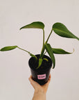 Monstera 'Burle Marx's Flame'