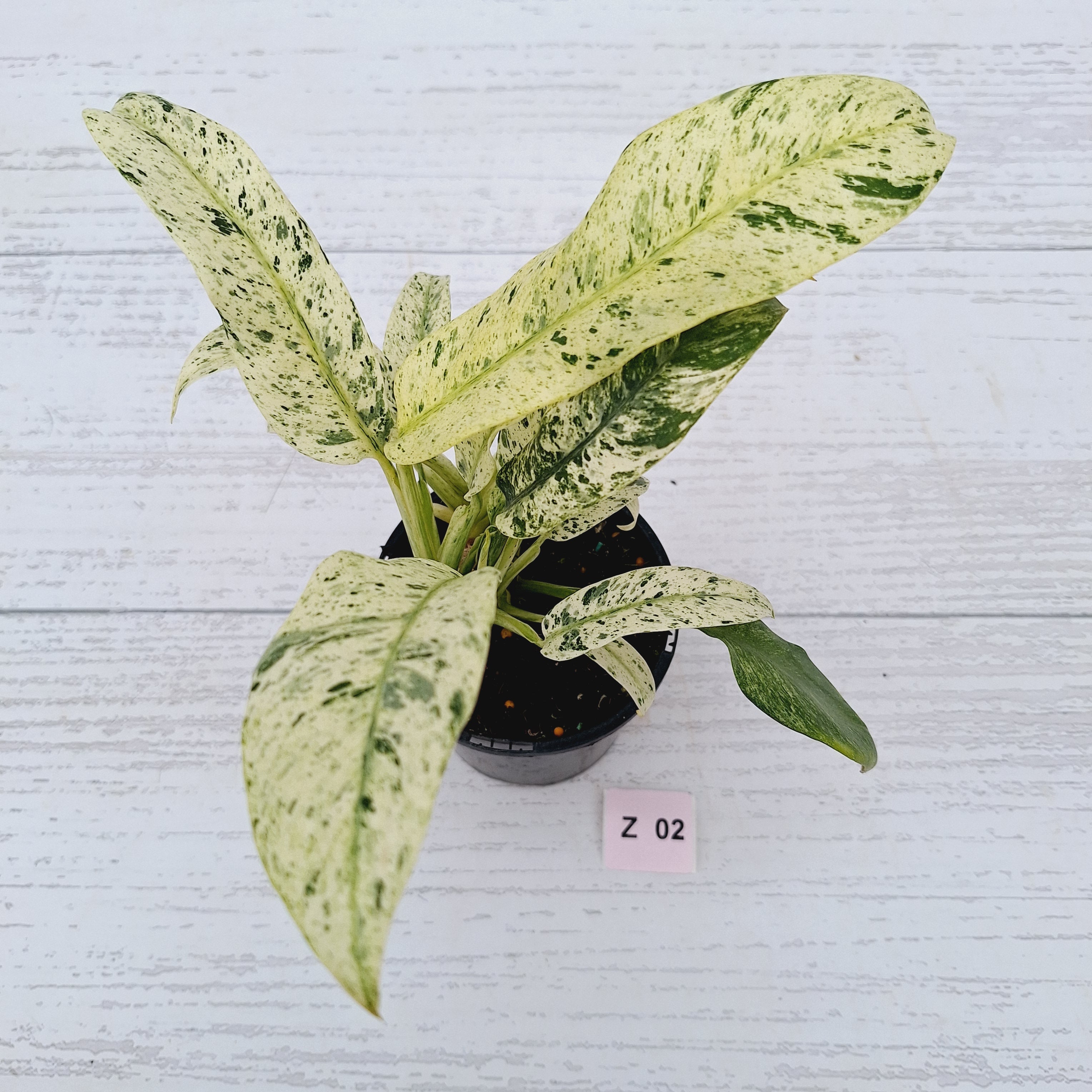 Epipremnum giganteum variegata