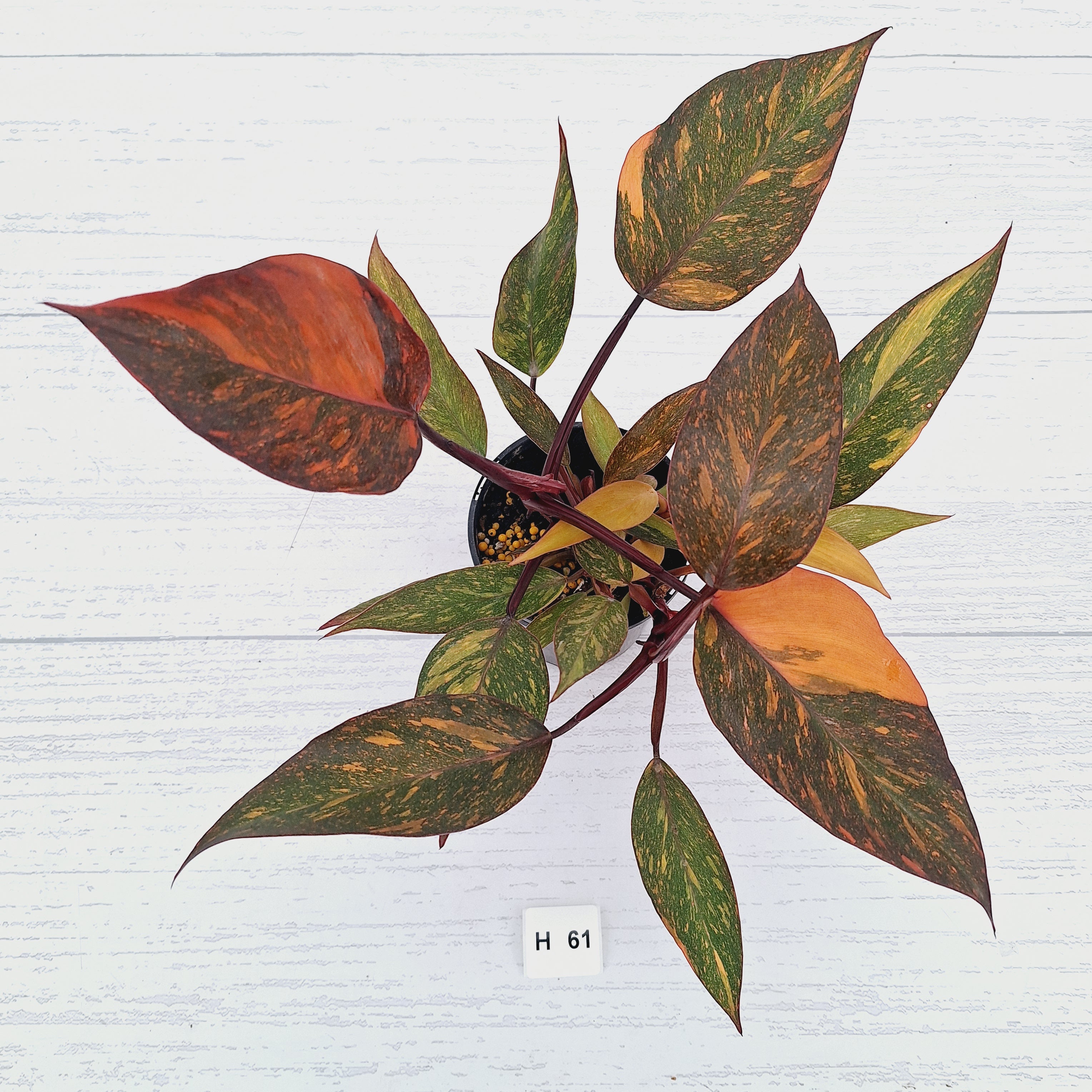Philodendron 'Orange Princess' - FLASH SALE