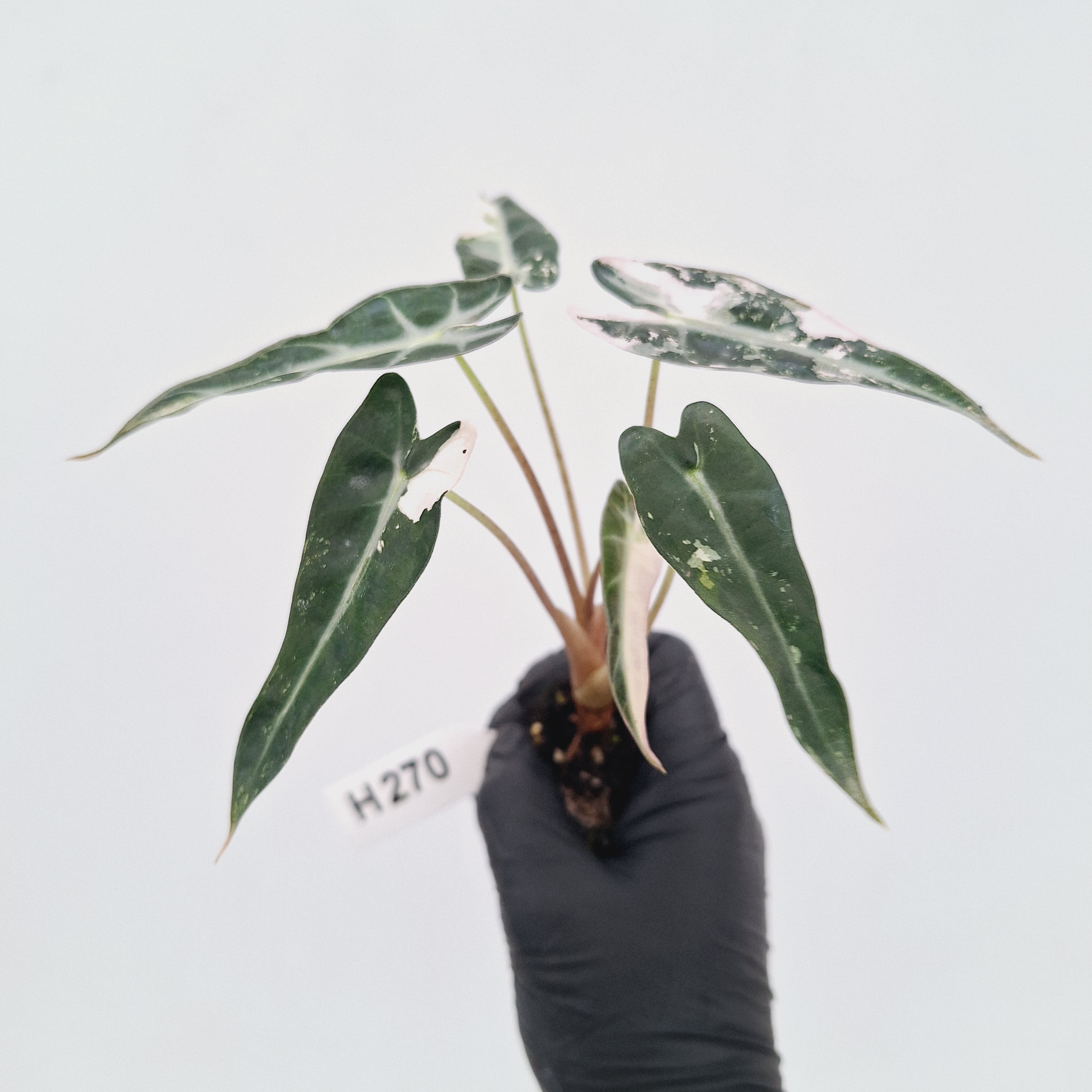Alocasia Amazonica  bambino Variegata - Bare Bottom Baby - SALE