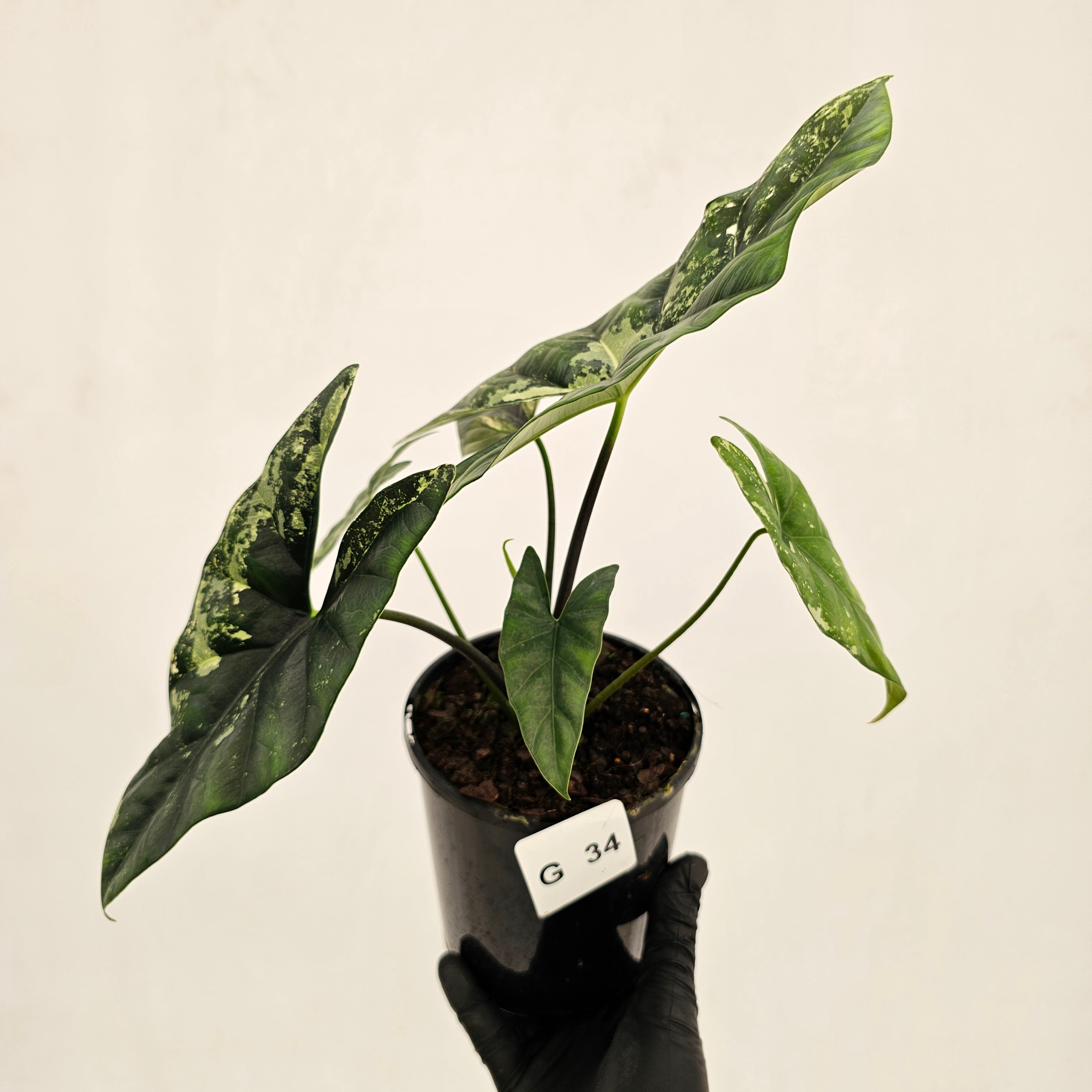 Alocasia ‘Simpo Albo’ Variegata - SALE