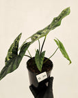 Alocasia ‘Simpo Albo’ Variegata - SALE